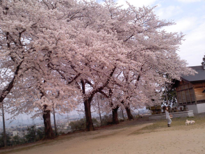 桜満開　レオのお花見